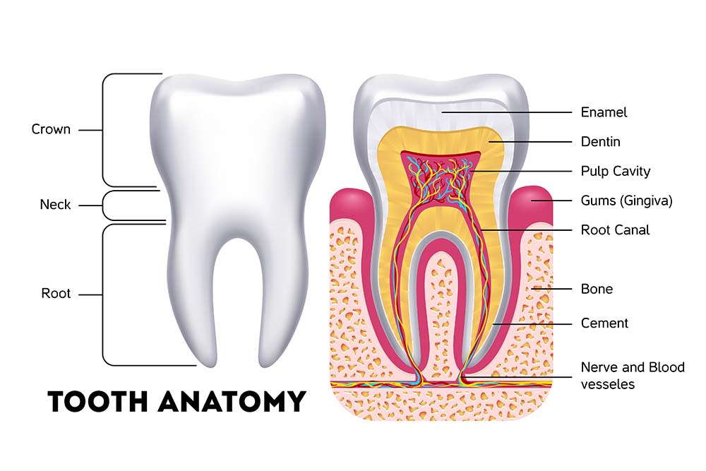 Tooth Anatomy